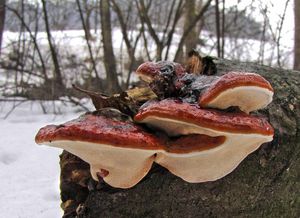 Troudnatec pásovaný - Fomitopsis pinicola (Sw.) P. Karst. 1881