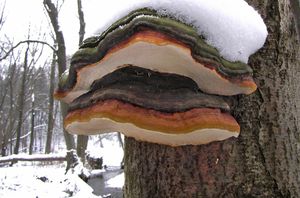 Troudnatec pásovaný - Fomitopsis pinicola (Sowerby) P. Karst.