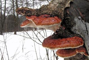 Troudnatec pásovaný - Fomitopsis pinicola (Sw.) P. Karst. 1881