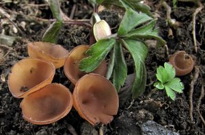 Hlízenka sasanková - Dumontinia tuberosa (Bull.) L.M. Kohn 1979