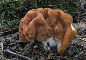 Klikni pro velký obrázek