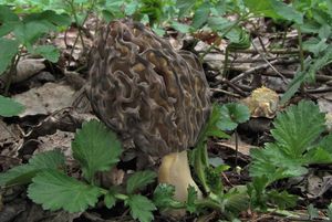 Klikni pro velký obrázek