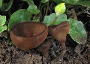 Hlízenka hlíznatá - Sclerotinia sclerotiorum (Lib.) de Bary