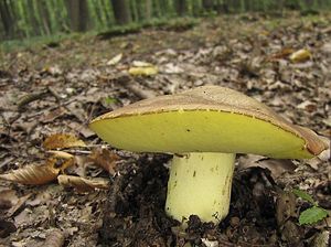 Hřib přívěskatý - Boletus appendiculatus Schaeff. 1763