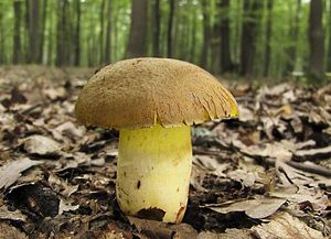 Hřib přívěskatý - Butyriboletus appendiculatus (Schaeff.) D. Arora & J.L. Frank 2014