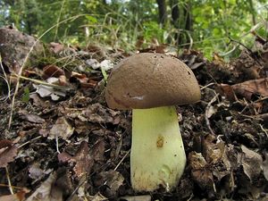 Hřib přívěskatý - Boletus appendiculatus Schaeff. 1763