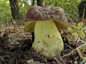 Hřib přívěskatý - Boletus appendiculatus Schaeff. 1763