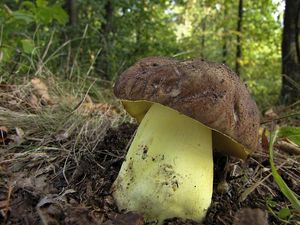 Hřib přívěskatý - Boletus appendiculatus Schaeff. 1763