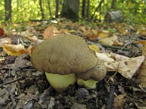 Hřib přívěskatý - Boletus appendiculatus Schaeff. 1763