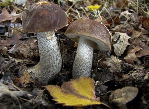 Kozák březový - Leccinum scabrum (Bull.) Gray 1821
