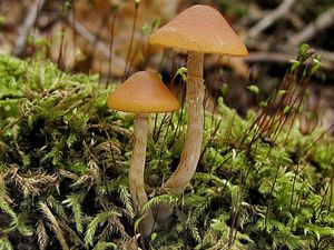 Čepičatka jehličnanová - Galerina marginata  (Batsch) Kühner 1935