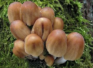 Hnojník třpytivý - Coprinellus micaceus (Bull.) Vilgalys, Hopple & Jacq. Johnson 2001