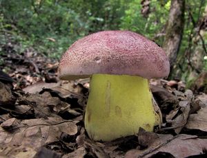 Hřib královský - Butyriboletus regius  (Krombh.) D. Arora & J.L. Frank 2014