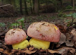 Hřib královský - Butyriboletus regius  (Krombh.) D. Arora & J.L. Frank 2014