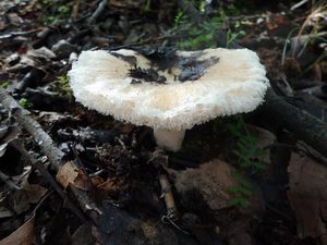 Ryzec pýřitý - Lactarius pubescens