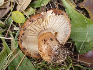 Čirůvka prstencová - Tricholoma batschii Gulden ex Christensen&Noo