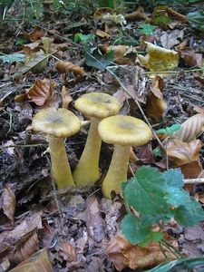 Václavka hlíznatá - Armillaria gallica Marxm. & Romagn. 1987