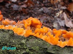 Žilnatka oranžová - Phlebia radiata Fr. 1821