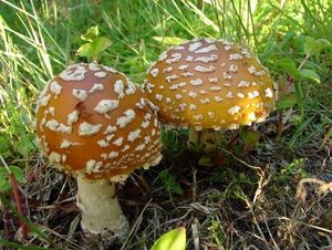 Muchomůrka královská - Amanita regalis