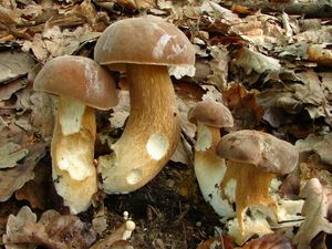 Hřib dubový - Boletus reticulatus Schaeff. 1774