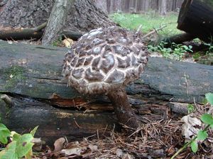 Šiškovec černý - Strobilomyces strobilaceus (Scop.) Berk. 1851