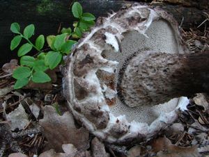 Šiškovec černý - Strobilomyces strobilaceus (Scop.) Berk. 1851