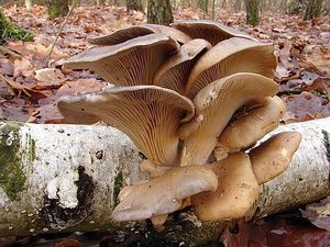 Hlíva ústřičná - Pleurotus ostreatus