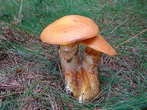 Klouzek sličný - Suillus grevillei (Klotzsch) Singer 1945