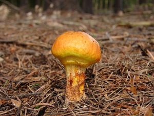 Klouzek sličný - Suillus grevillei (Klotzsch) Singer 1945