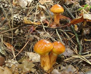 Klouzek sličný - Suillus grevillei (Klotzsch) Singer 1945