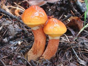 Klouzek sličný - Suillus grevillei (Klotzsch) Singer 1945