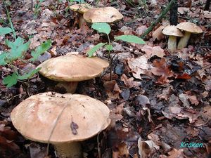 Hřib plavý - Boletus impolitus Fr. 1838