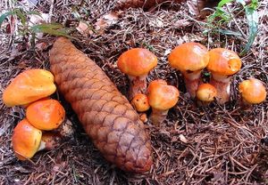 Klouzek sličný - Suillus grevillei (Klotzsch) Singer 1945