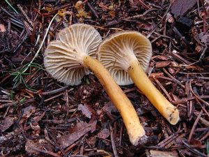 Liška nálevkovitá - Cantharellus tubaeformis