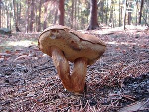 Hřib hnědý - Imleria badia (Fr.) Vizzini