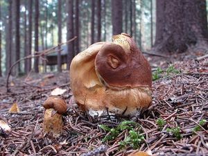 Hřib hnědý - Imleria badia (Fr.) Vizzini