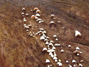 Mušlovka plstnatá - Schizophyllum amplum (Lév.) Nakasone 1996