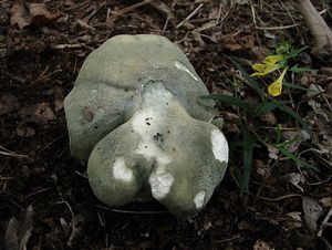 Holubinka nazelenalá - Russula virescens