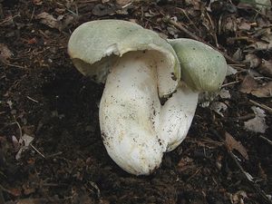 Holubinka nazelenalá - Russula virescens
