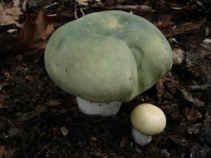 Holubinka nazelenalá - Russula virescens