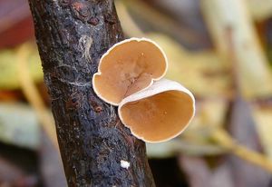 Mušlovka plstnatá - Schizophyllum amplum (Lév.) Nakasone