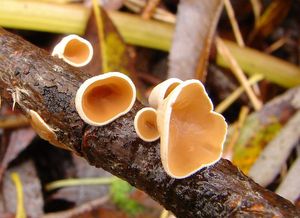 Mušlovka plstnatá - Schizophyllum amplum (Lév.) Nakasone