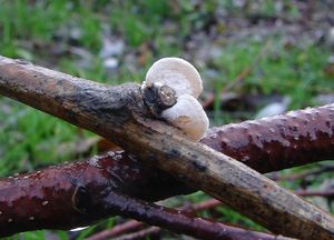 Mušlovka plstnatá - Schizophyllum amplum (Lév.) Nakasone