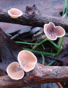 Mušlovka plstnatá - Schizophyllum amplum (Lév.) Nakasone