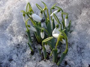 Sněženka podsněžník (Galanthus nivalis)