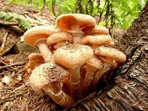 Václavka smrková - Armillaria ostoyae (H. Romagnesi) Herink.