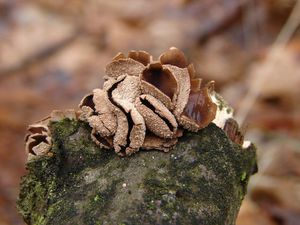 Kornice otrubičnatá - Encoelia furfuracea (Roth) P. Karst. 1871