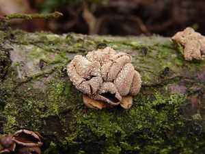 Kornice otrubičnatá - Encoelia furfuracea (Roth) P. Karst. 1871