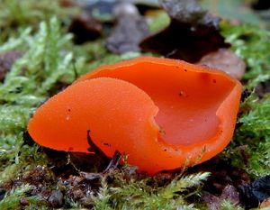 Mísenka oranžová - Aleuria aurantia (Pers.) Fuckel 1870