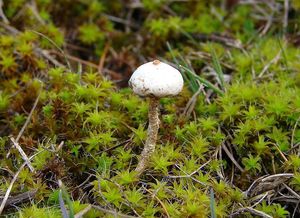 Palečka zimní - Tulostoma brumale